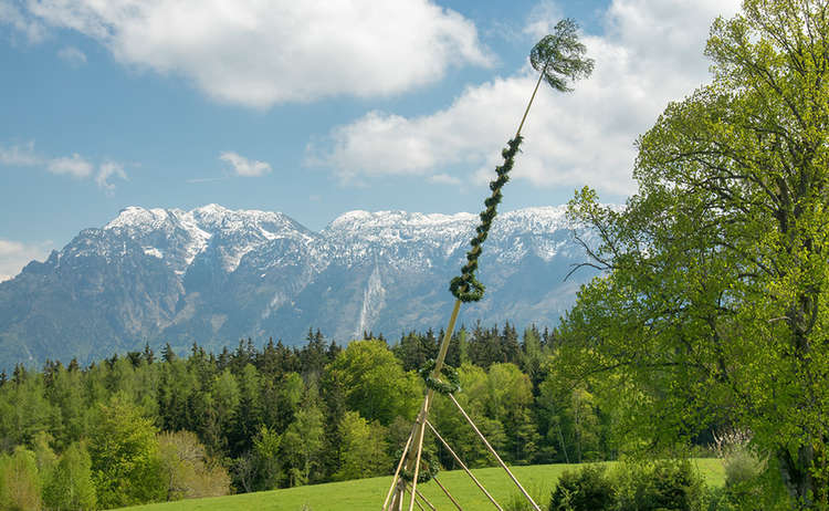 Der Maibaum wird aufgestellt