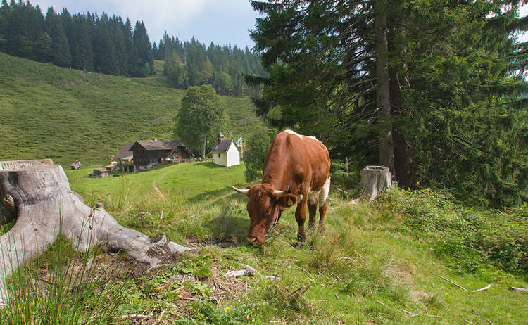 Pinzgauer Kuh auf der Steiner Alm